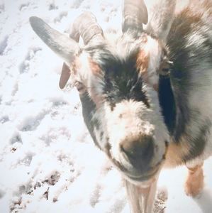 Meet your Posher, Vicki